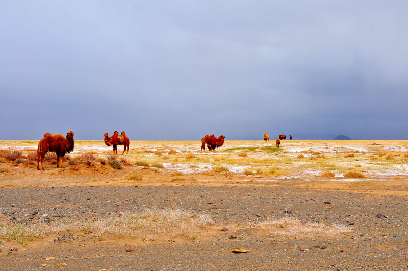 Mongolie